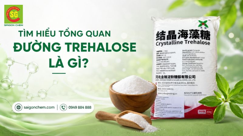 T&igrave;m hiểu tổng quan về đường trehalose l&agrave; g&igrave;?